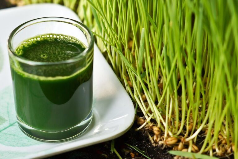 Digestione erba di grano