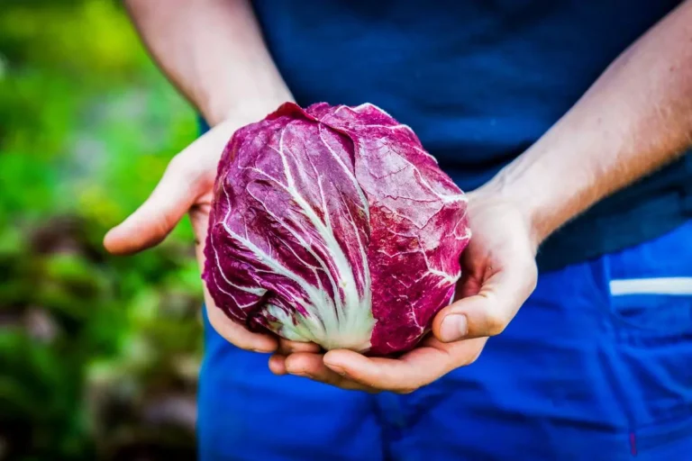 Radicchio ai funghi saltati