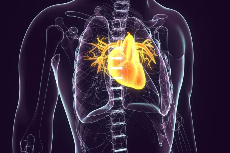L'orologio degli organi: il cuore