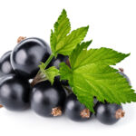 Ribes Nero (Ribes nigrum L.)