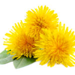 Tarassaco (Taraxacum officinale Weber)