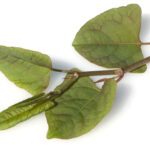 Polygonum cuspidatum