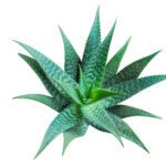 Inulina da Agave (Agave tequilana F.A.C.Weber)