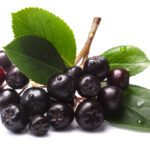 Aronia (Aronia melanocarpa)