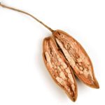 Baobab (Adansonia Digitata L.)