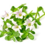 Brahmi parte aerea (Bacopa monnieri (L.) Pennell)