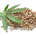 Proteine di canapa (Cannabis sativa L.)