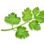 Coriandolo (Coriandrum sativum)