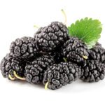 Gelsi Neri (Morus Nigra)