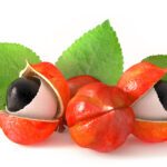 Guaranà [Paullinia cupana]