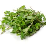 Maggiorana (Origanum Majorana)