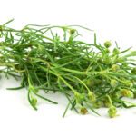 Psillio (Plantago Ovata)
