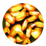 Bifidobacterium bifidum