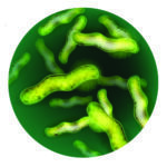 Bifidobacterium animalis lactis