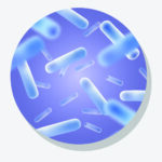 Lactobacillus casei RO215