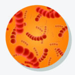 Streptococcus thermophilus ST075