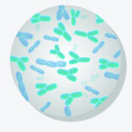 Bifidobacterium longum