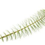 Equisetum Arvense