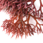 Schizochytrium sp. 