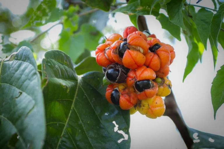 Guaranà: benefici ed effetti collaterali