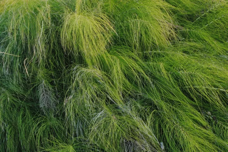 Equisetum, l’integratore che fa bene a pelle, capelli e ossa