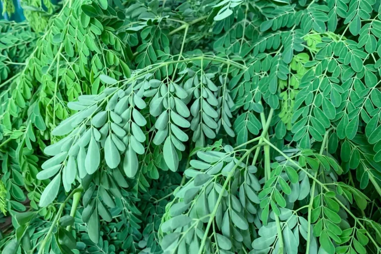 La moringa, regina dei nutrienti