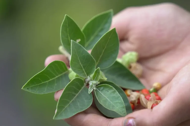 Ashwagandha, il superfood contro la stanchezza