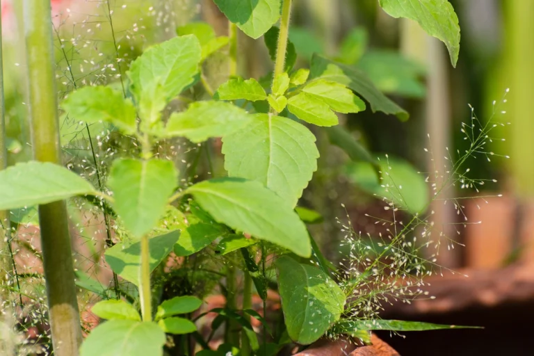 Tulsi, tutti i benefici del basilico sacro