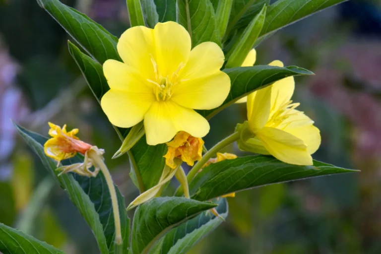 Olio di enotera: benefici e come usarlo