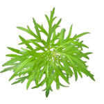 Artemisia Absinthium