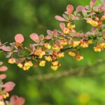 Berberis