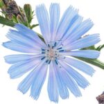 Cicoria