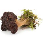 Fucus