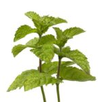 Menta