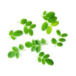 Moringa