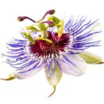 Passiflora
