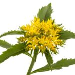 Rhodiola Rosea