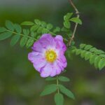 Rosa di macchia