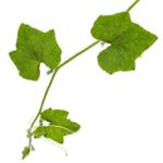 Vitis Vinifera