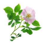 Estratto di rosa canina