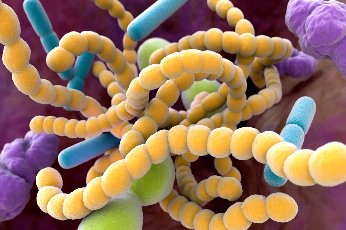 Batteri intestinali e stress: un legame sorprendente