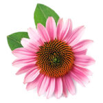 Estratto secco di echinacea
