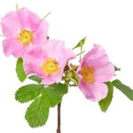 Estratto secco di rosa canina