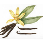 Aroma naturale di vaniglia bio