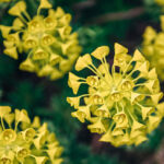 Bupleurum Chinense