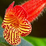 Rehmannia Glutinosa